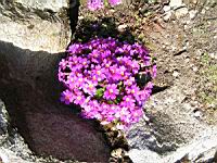 Primula Juliae (fam Primulacees) (Caucase) (01) (Photo F. Mrugala)